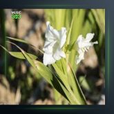 آهنگ منیم گوزل یاریم از ابوذر شجاعی