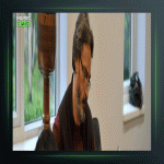 آهنگ پرده‌خوان جنگ از حسین علیزاده