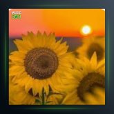 آهنگ بی کس از ایمان نوری