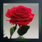 آهنگ شه وانه از حسن درزی