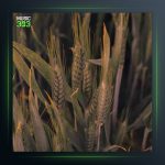 آهنگ اگه بد بیمه از نیما گلنژاد