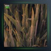 آهنگ اگه بد بیمه از نیما گلنژاد