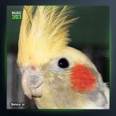 دانلود آهنگ طوطی از بامداد